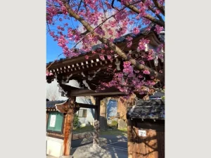 真光寺 永代合同墓