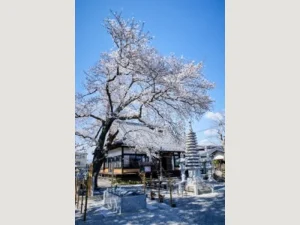 正覚寺 永代供養墓「桜壽」・家族墓「桜華」