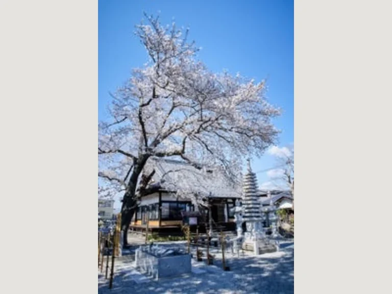 正覚寺 永代供養墓「桜壽」・家族墓「桜華」